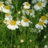 Corn chamomille
